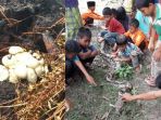 ular-piton-enam-meter-dan-ratusan-cangkang-telur-ular-piton-ditemukan-di-pohon-karet-di-jambi_20181006_123840.jpg