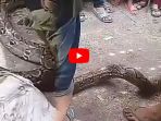 video-ular-piton-5-meter-sedang-tidur-di-pasar-gambut-ditangkap-warga-ibu-ibu-teriak-histeris_20180316_135045.jpg